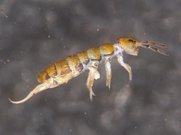 A species of springtails, Isotomurus balbeatus, commonly found in the soil in Darjeeling. PHOTO: SPECIAL ARRANGEMENT